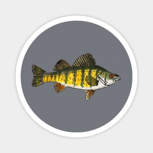 Yellow Perch Magnet